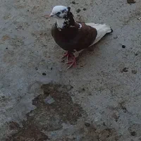 کبوتر شازده