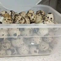 تخم بلدرچین