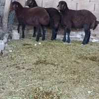 بره  قوچ هترو وهمو