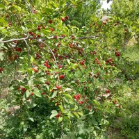 باغ و زمین سد کارده