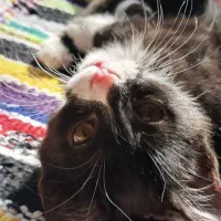 واگذاری رایگان گربه ماده