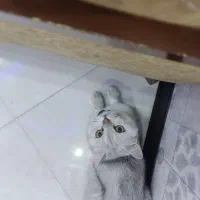 گربه بریتیش نر