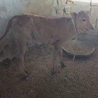 گاو