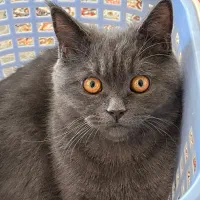 جفت گیری گربه نر