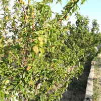 باغچه-1000-متری-فروش-یا-معاوضه-جنب-شهرک-کوروش