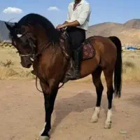 کشش نریون سیلمی کارون ۲