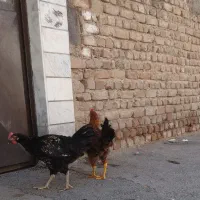خروس
