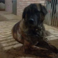 سگ بور پوز سیاه