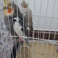 یک جفت عروس هلندی نرماده