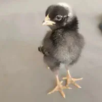 جوجه پلیموت راک از یک روزه تا ۱۵ روزه