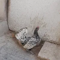 مرغ و خروس سیبرایت