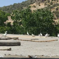 فروش انواع کبوتر
