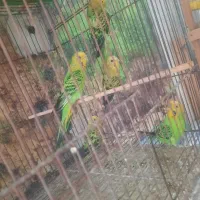 مرغ عشق دونه ای ۲۵۰