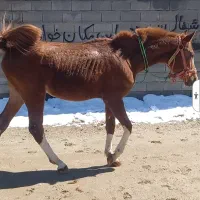 کره نریان کرد