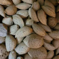 بادام تلخ