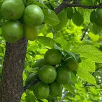 فروش-زمین-2062-متر-در-چهار-باغ-کرج