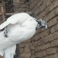 کفترکله دم سبز