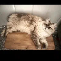 گمشده گربه نژاد رگدال