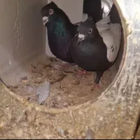 جفت سینه سیاه