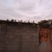 کبوتر تهرانی معاوضه ندارم تکی فروش هم ندارم