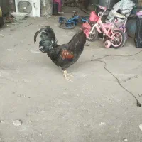 خروس سیاه جوان