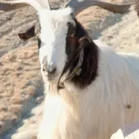 نربز جلو کش