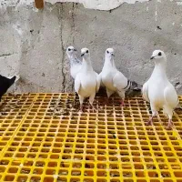 شامی سفید کاغذی مصری اصل