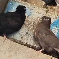 کفتر پرشی زیبا