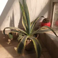 گل آگاو