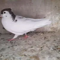 یال کاکلی ذات افشون.خوشرنگ کاکلی