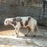 نربره