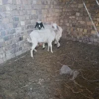 یک میش بره نر