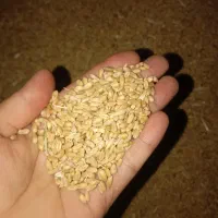 فروش گندم