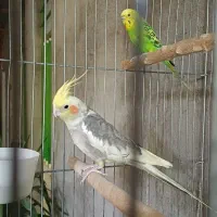 عروس هلندی