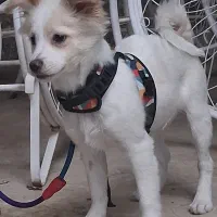 سگ پامر اشپیتز