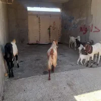 گوسفند|حیوانات مزرعه|ایرانشهر, |دیوار