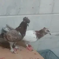 کبوتر  کاکلی ناجلد
