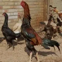 تخم لاری اوشامو تخم نطفه دار