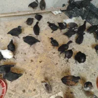 جوجه مرغ و خروس گلپایگان