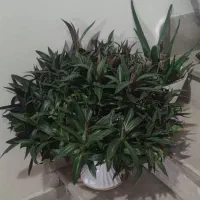 فروش