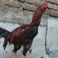 خروس لاری اصیل