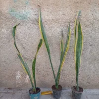 سانسوریا ابلغ فریمان