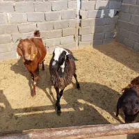 بره نرداشتی سبک ۴رس