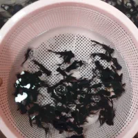 ماهی قرمز عید