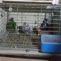 قفس یا جفتگاه کبوتر