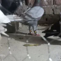 کبوتر فیلی