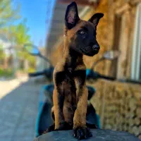 سگ بلژین مالینویز