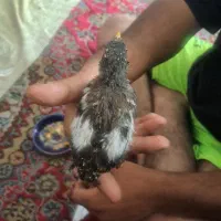 مرغ مینا