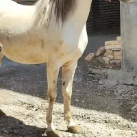 اسب کرد مادیون اصیل