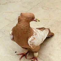 کبوتر سینه زرد